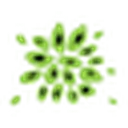Newtree