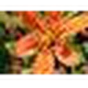 Panter Nursery